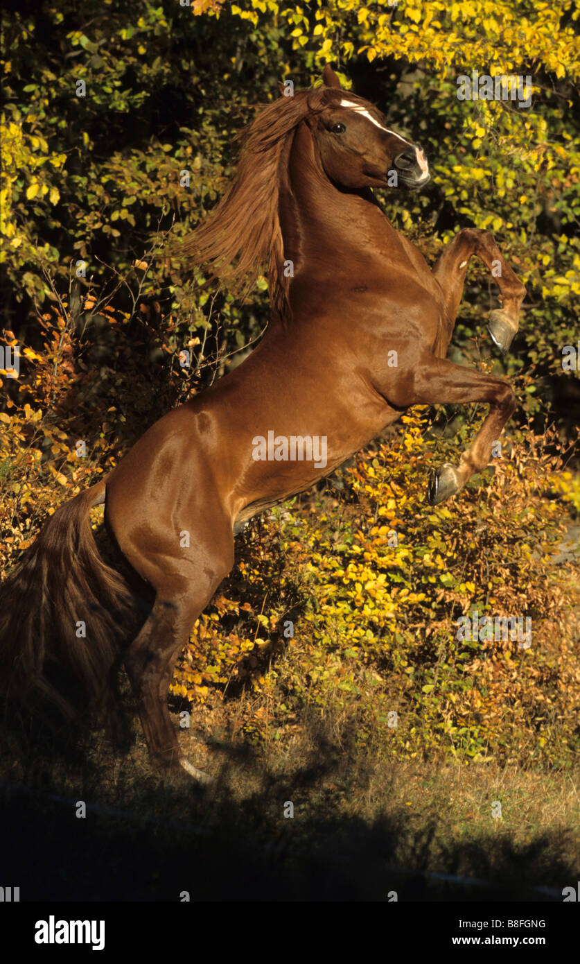 Hispano Horse (Equus ferus caballus), rearing stallion Stock Photo