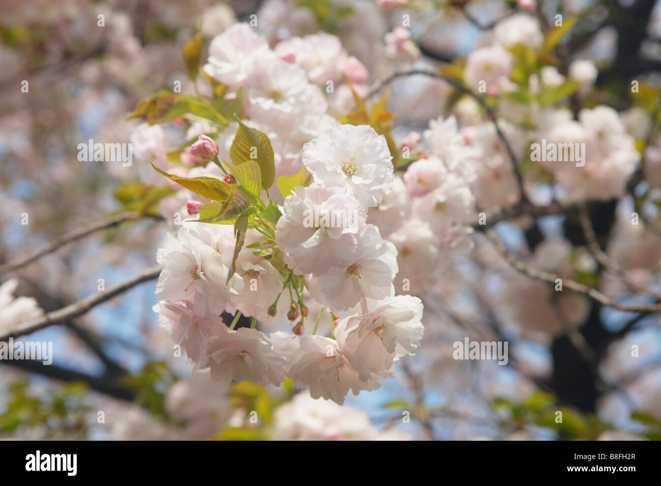 Japan cherry blossom close up hi-res stock photography and images - Alamy