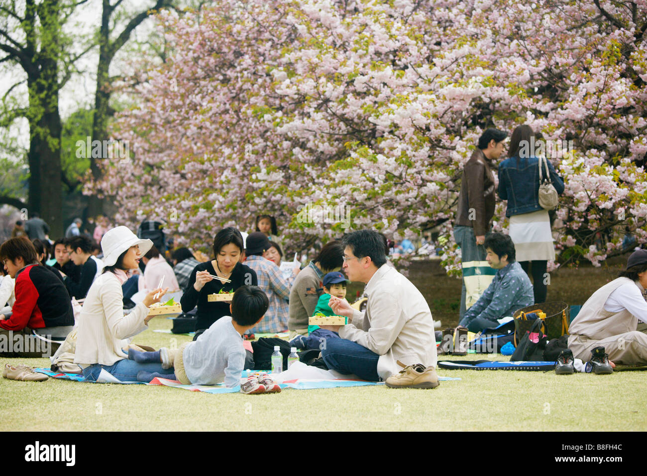 JAPAN TOKYO SHINJUKU GYOEN PARK HANAMI Stock Photo - Alamy