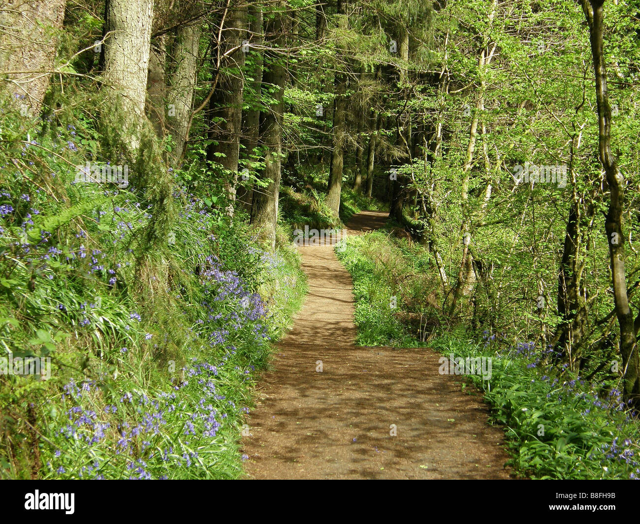 Glenariff Forest, Footpath to the waterfall Stock Photo