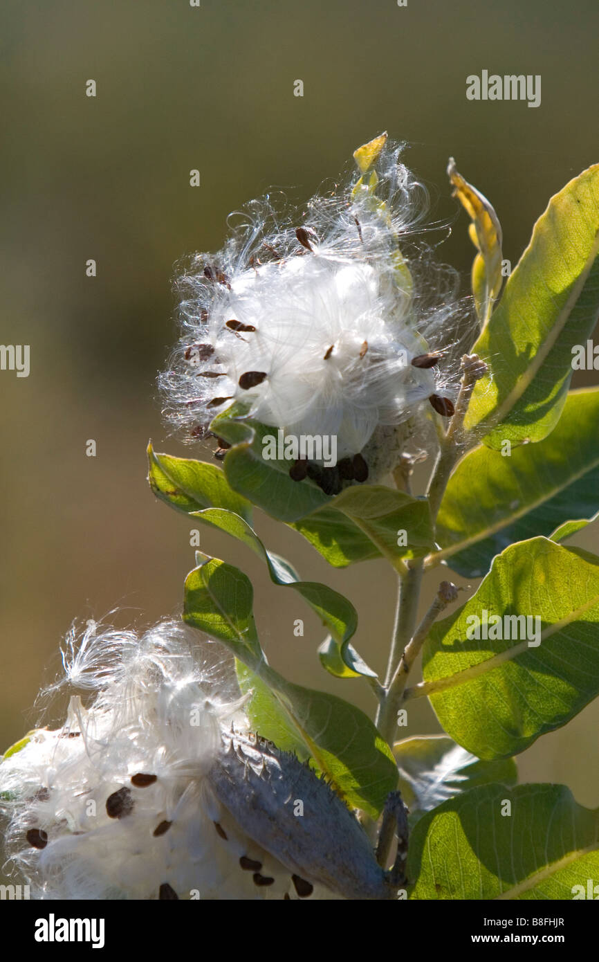 The seed of a showy milkweed plant in Payette County Idaho USA Stock Photo