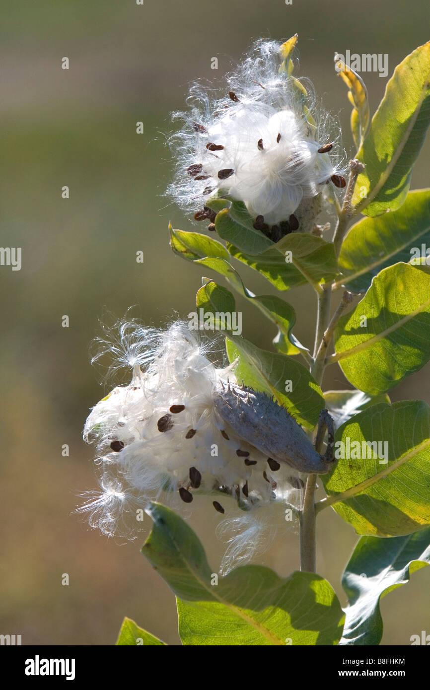 The seeds of a showy milkweed plant in Payette County Idaho USA Stock Photo