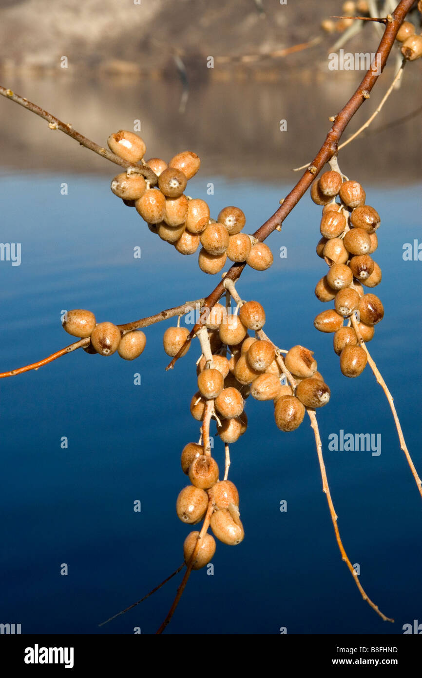 The fruit of a Russian Olive tree at C J Strike Reservoir in South western Idaho Stock Photo