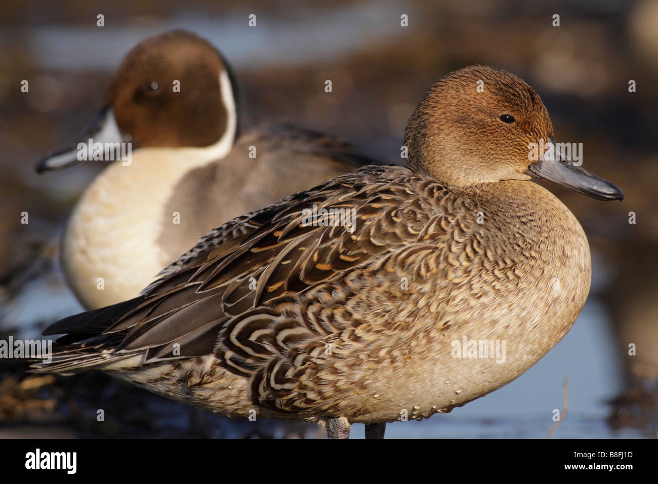 Northern pintail duck pair on alert Victoria British Columbia Canada Stock Photo