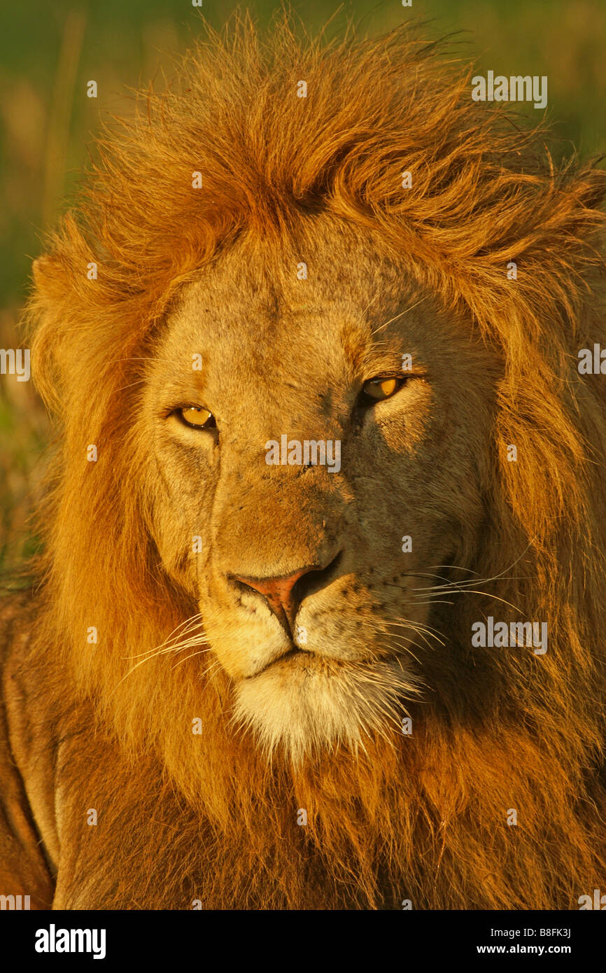 Male masai mara lion hi-res stock photography and images - Alamy