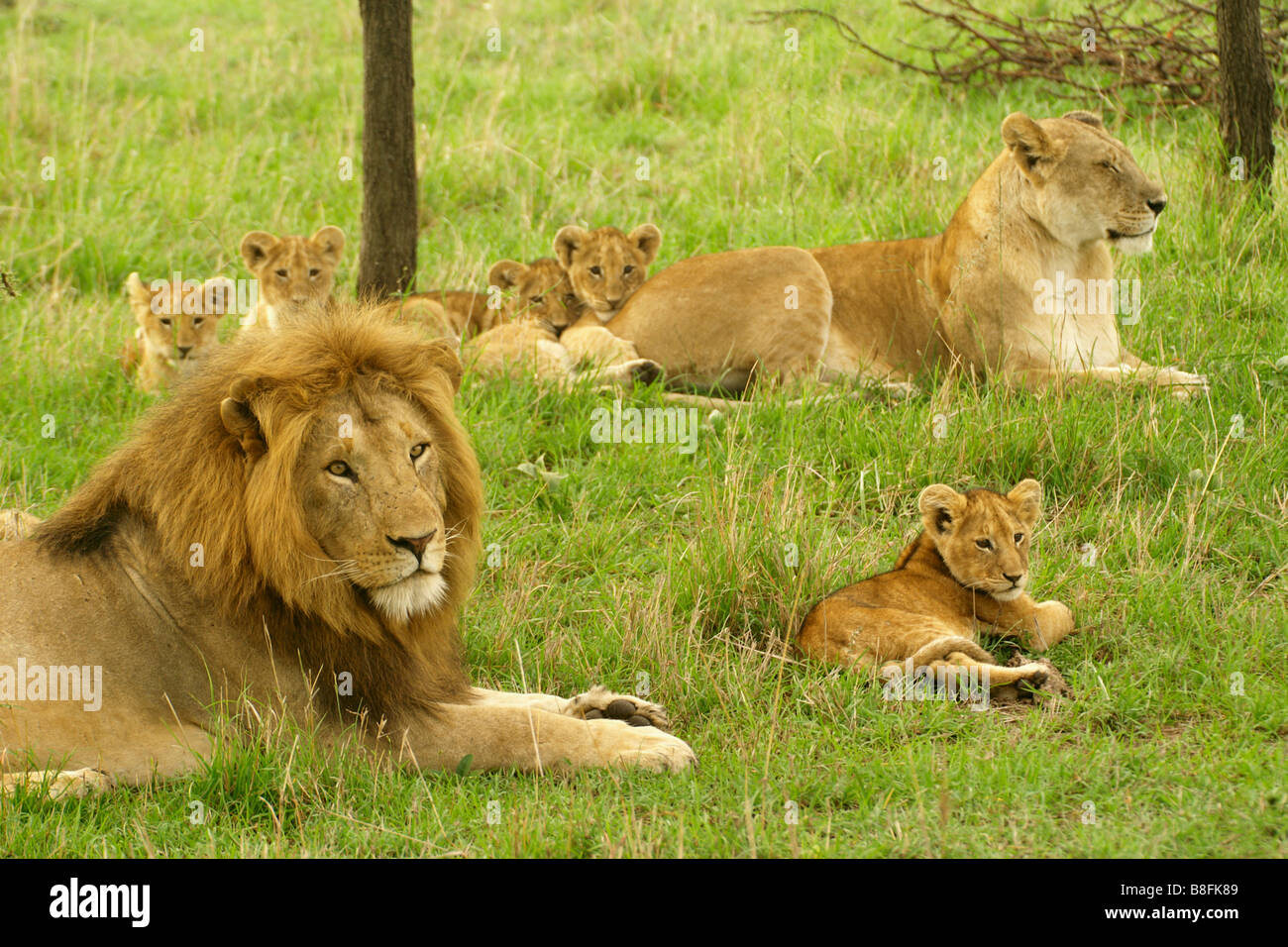 Pride of African lions, Masai Mara, Kenya Stock Photo