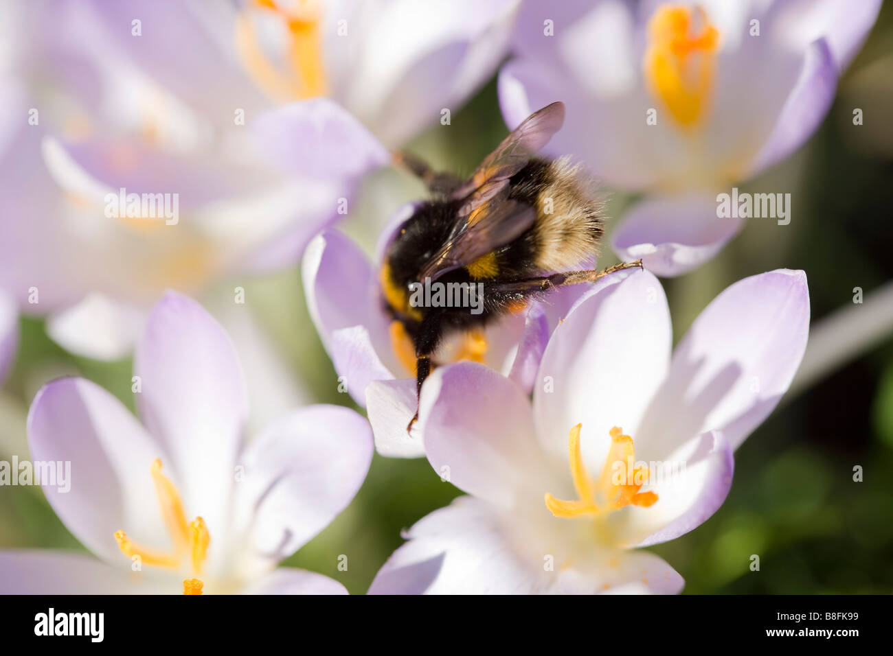 Spring bee flowers pollen Stock Photo