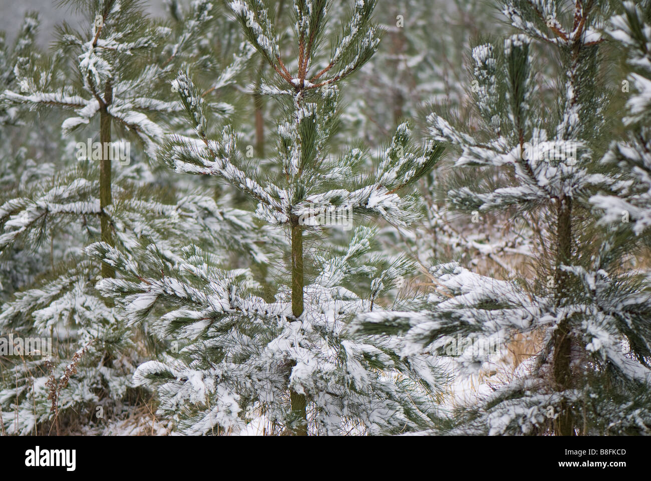 Pine trees snow hi-res stock photography and images - Alamy