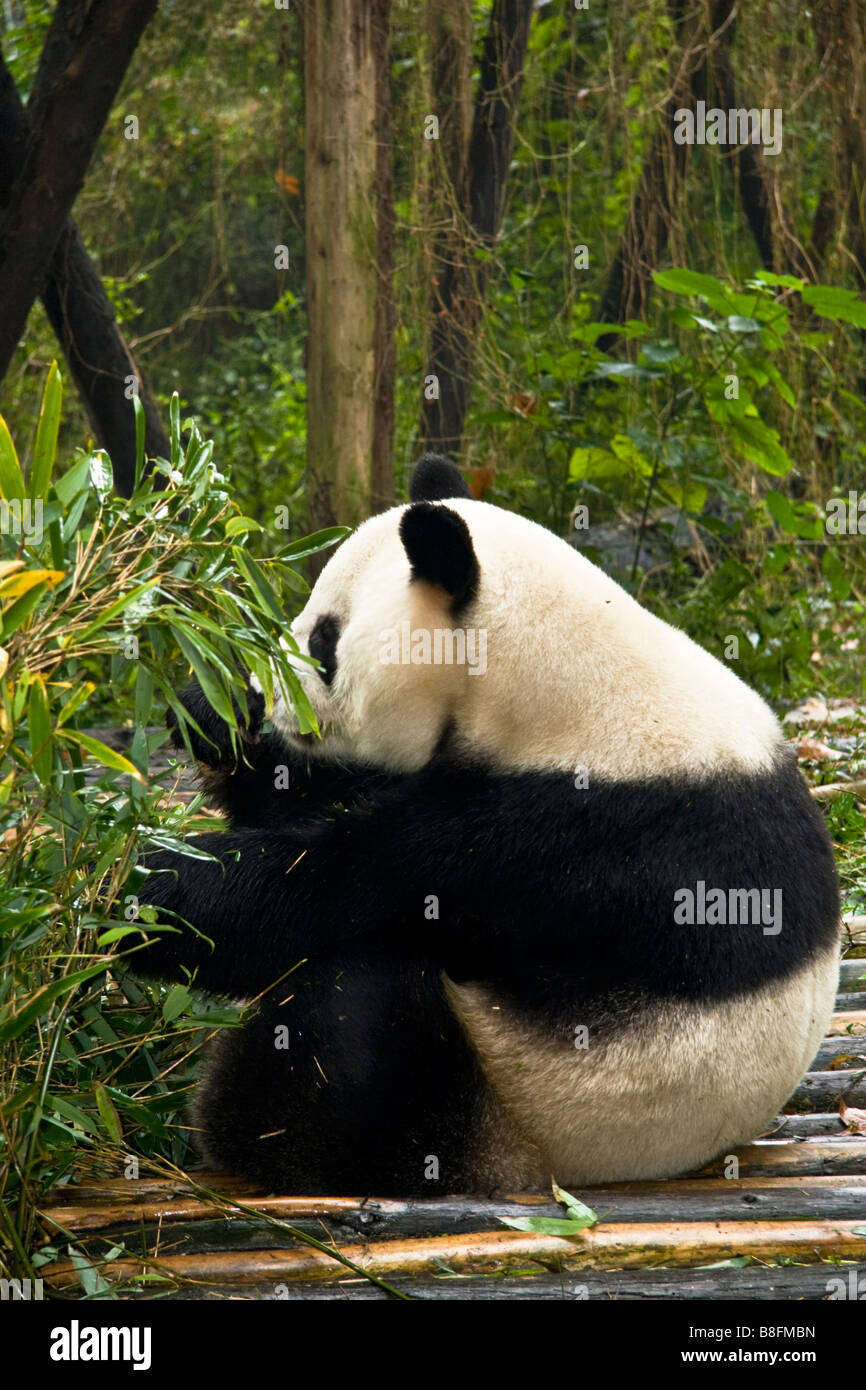 Giant Panda at Chengdu Research Center China Stock Photo