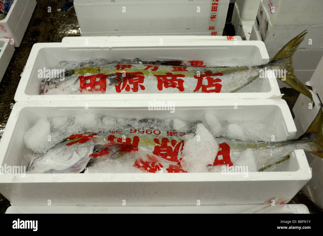 Boxes of fish at Tokyo's Tsukiji fish market Stock Photo - Alamy