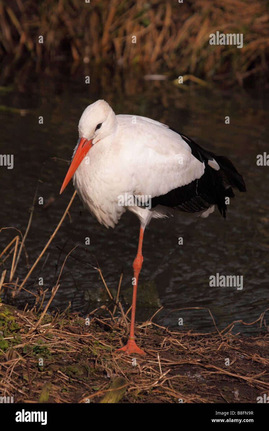white stork Ciconia ciconia standing in marshland area common to europe africa and india Stock Photo