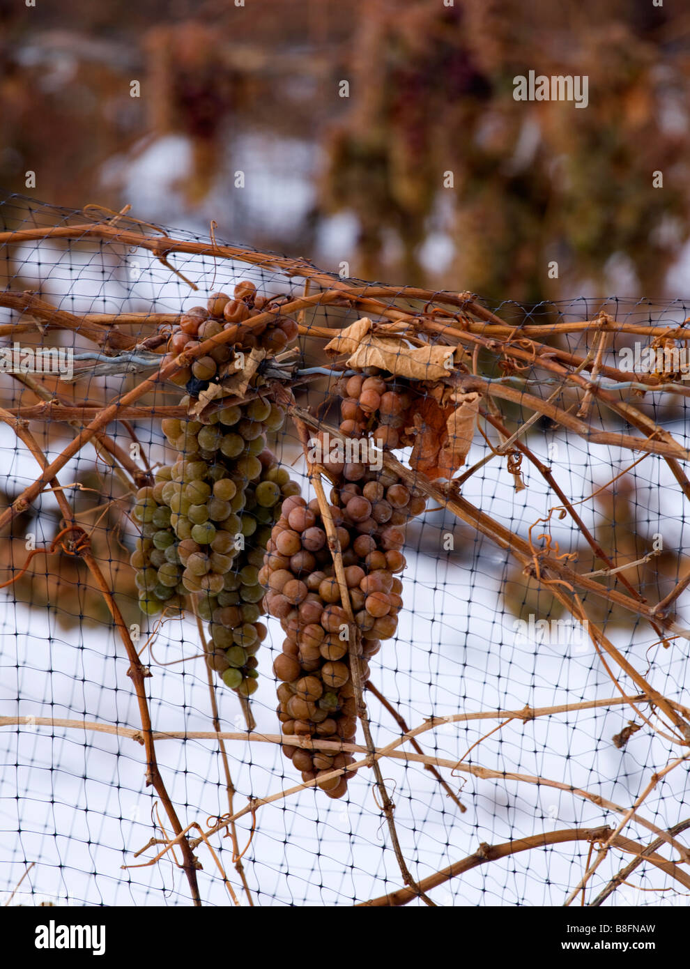 Frozen grapes on vines. Niagara Peninsula Ontario Canada Stock Photo