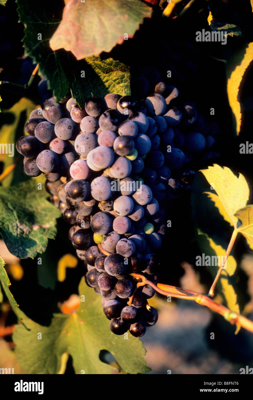 France Herault Carcassonne Languedoc Roussillon Black Grapes Hanging on the Vine at Sunset Stock