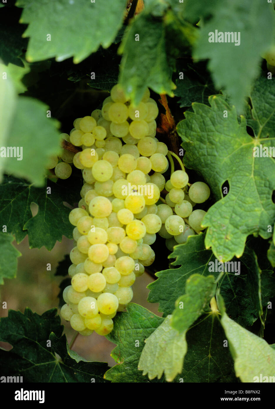 Grapes on the vine. White grapes cluster close up. French winemaking