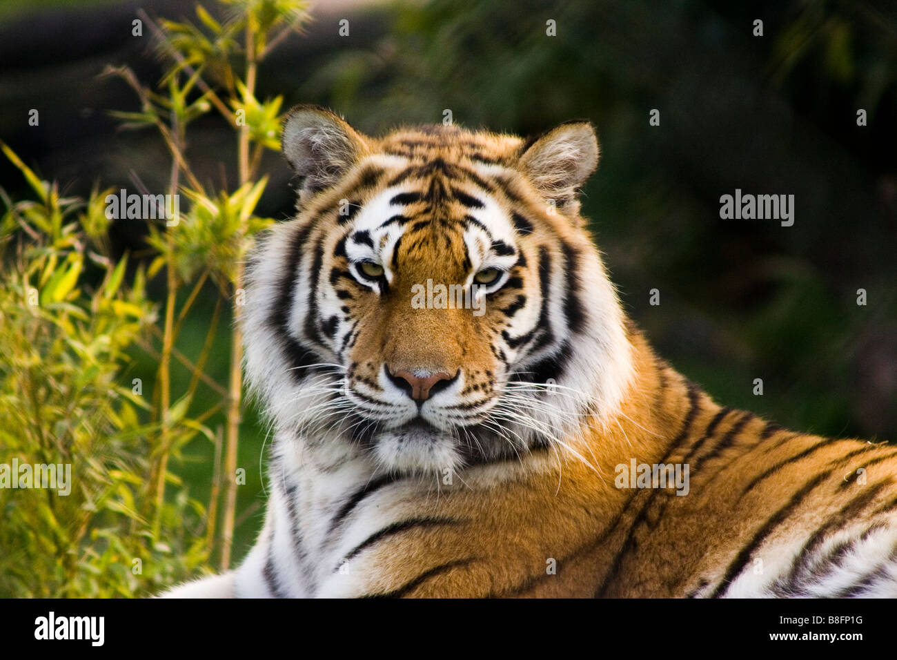 Tiger at Colchester Zoo england uk Stock Photo