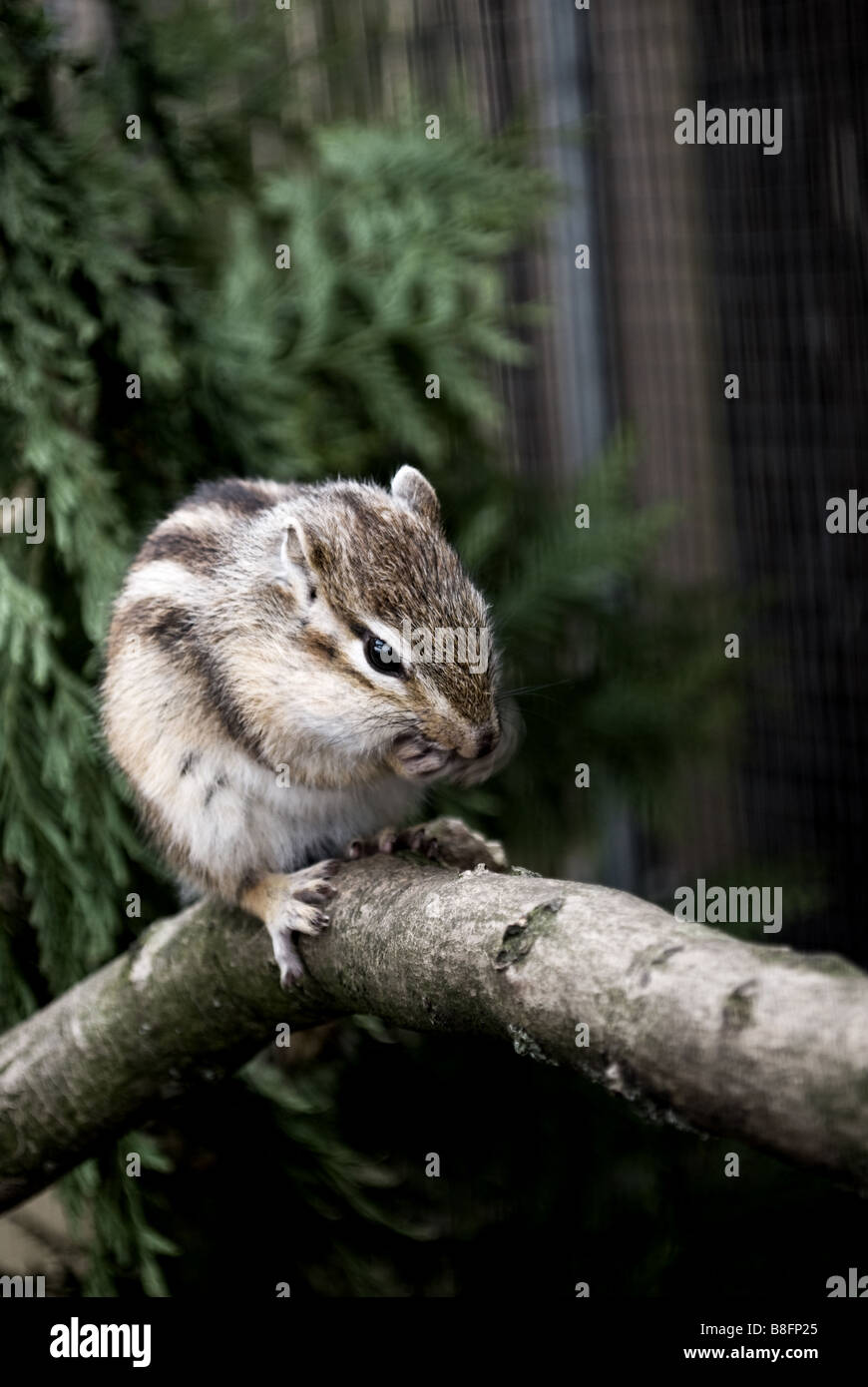 Nibbling chipmunk desaturated Stock Photo