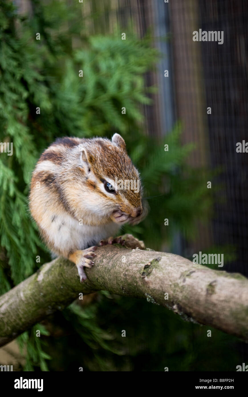 Nibbling Chipmunk in full colour Stock Photo
