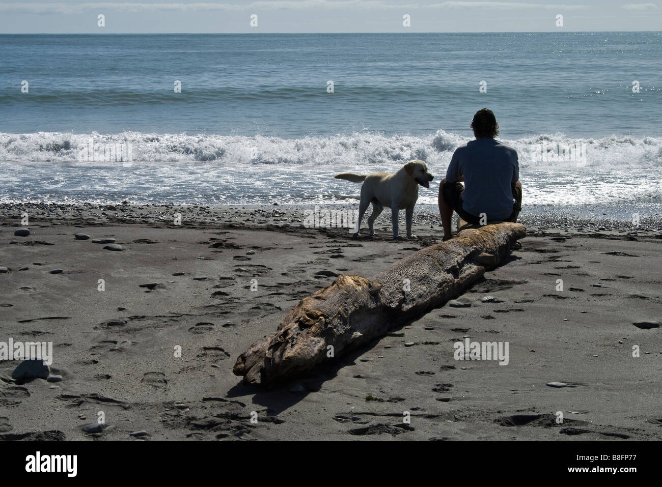 Man and Dog sitting on Beach Hokitika New Zealand Stock Photo Alamy