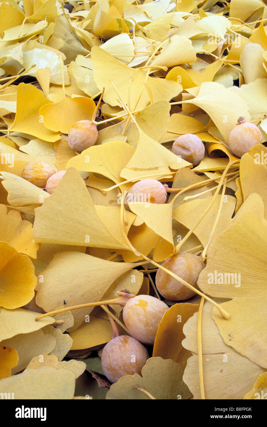 University of minnesota landscape arboretum hires stock photography