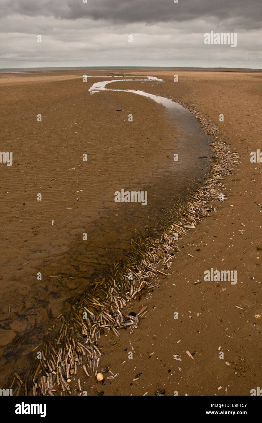 Sea channel lined with razor shells on Tichwell beach, Norfolk, England ...