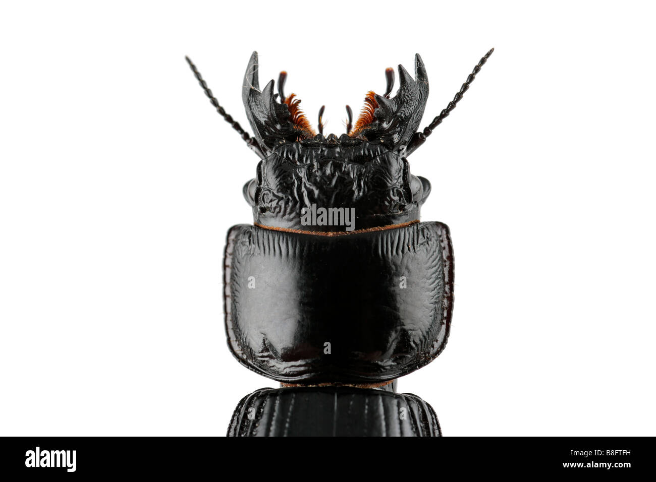 Close up of the head of an African burrowing ground beetle (Passalidius fortipes) on white Stock Photo