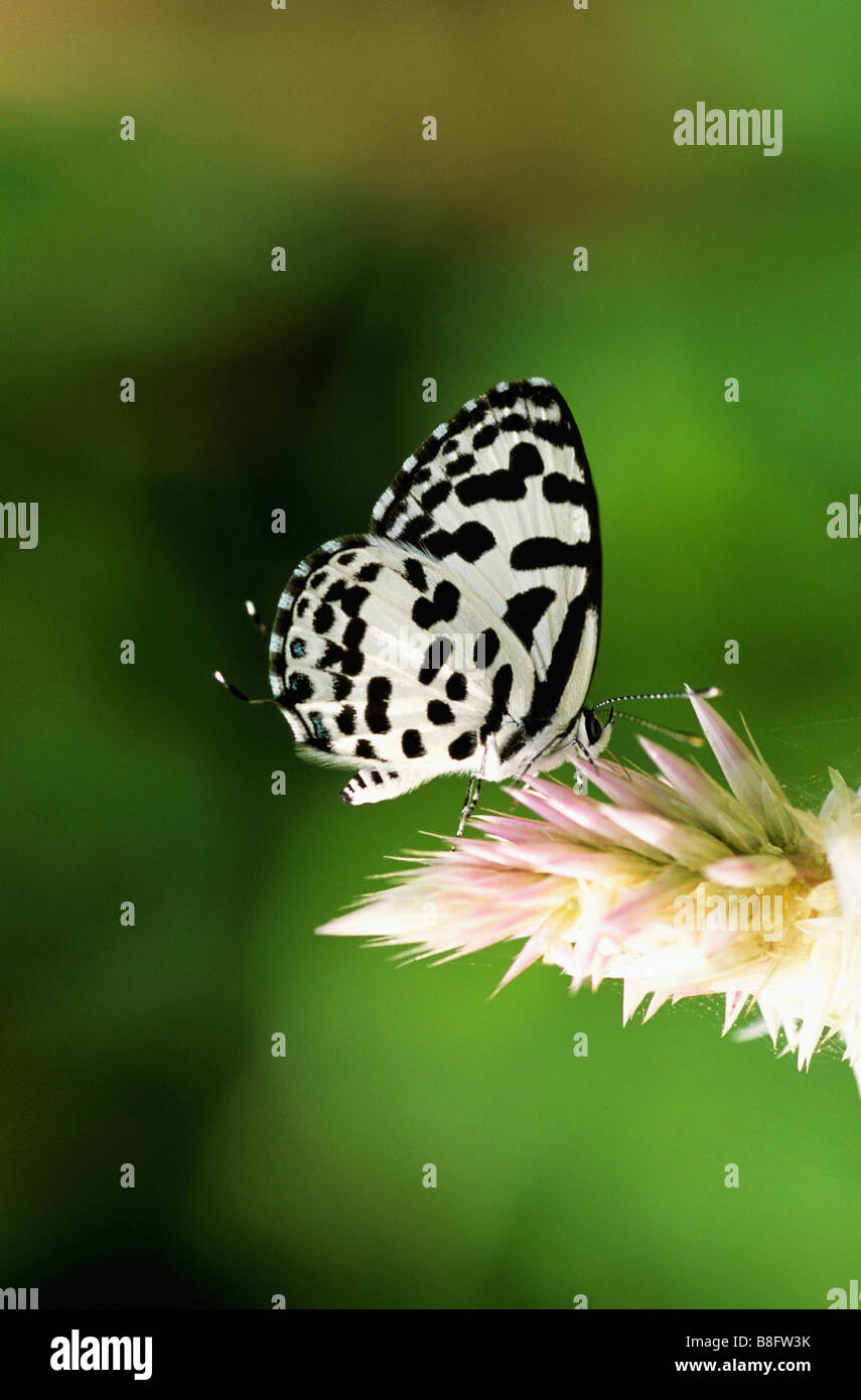 COMMON PIERROT Castalius rosimon Small butterfly found in India. Lycaenidae : Blues Stock Photo