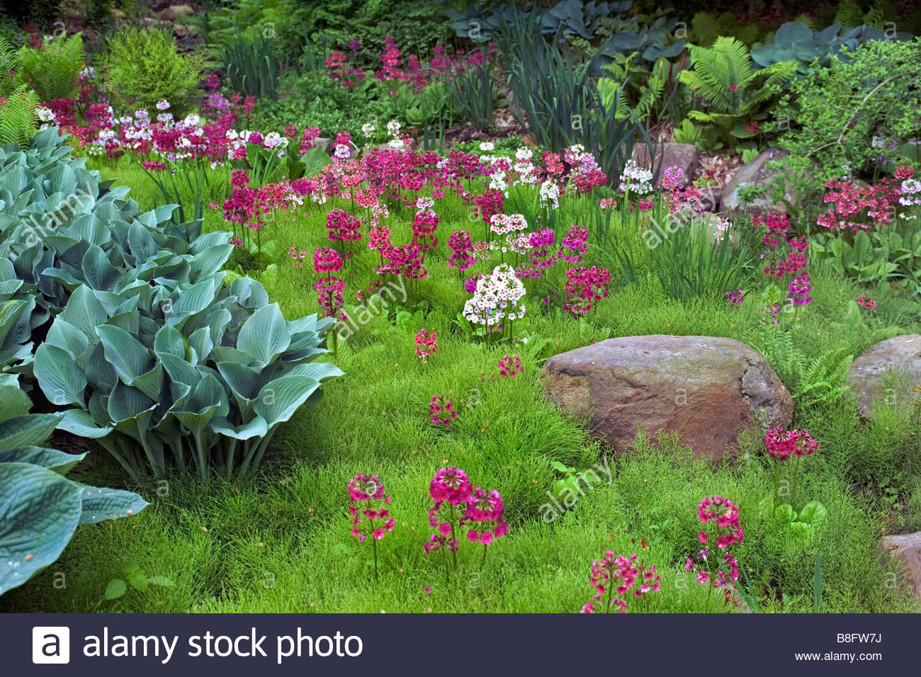 bog garden in spring planted with candleabra primula equisetum hosta ferns chanticleer garden pennsylvania usa - Bog Garden bog garden in spring planted with candleabra primula equisetum hosta ferns chanticleer garden pennsylvania usa - Bog Garden