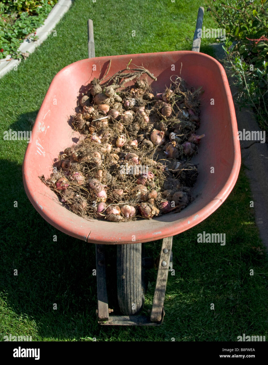 Stock photo of wheel barrel full of flower bulbs Stock Photo