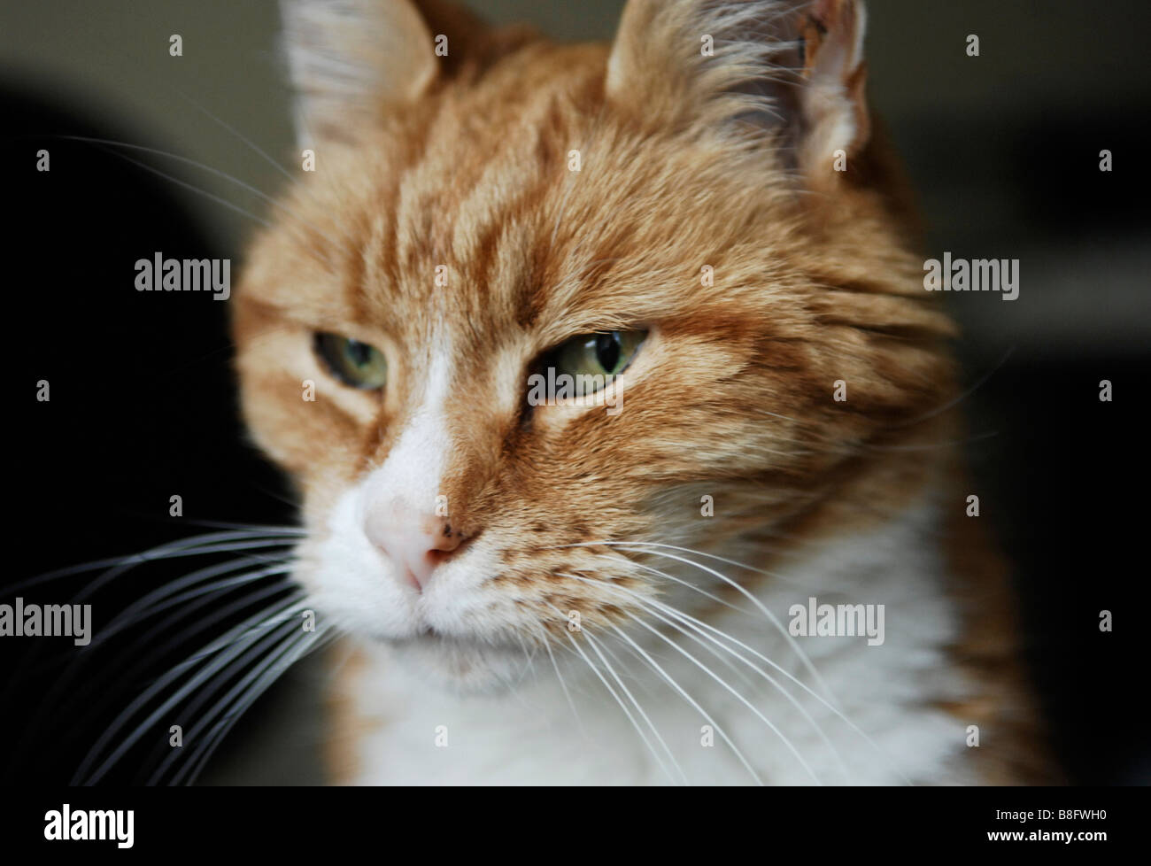 Old ginger cat with white markings on face looking to the left of picture Stock Photo