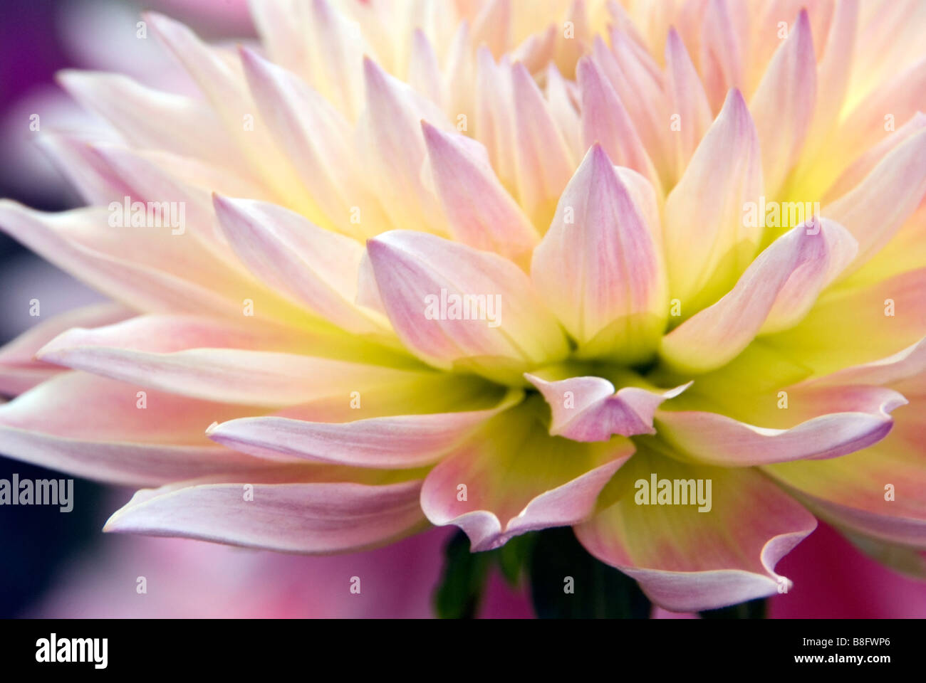 A beautiful pink dahlia flower closeup Stock Photo - Alamy