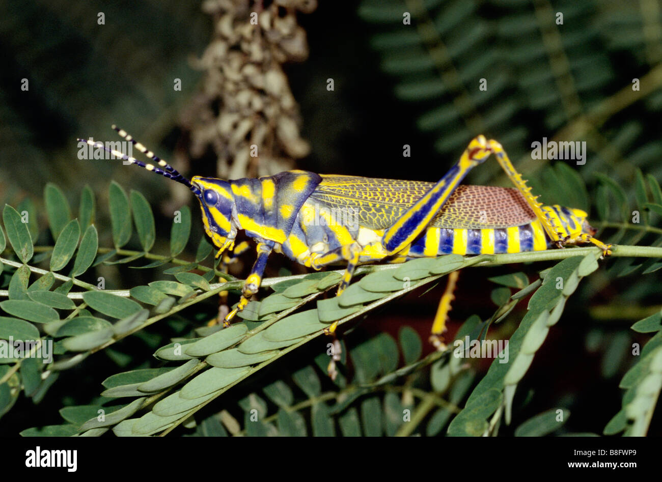 Painted (Dactylotum bicolor) from Vikhroli Mangroves