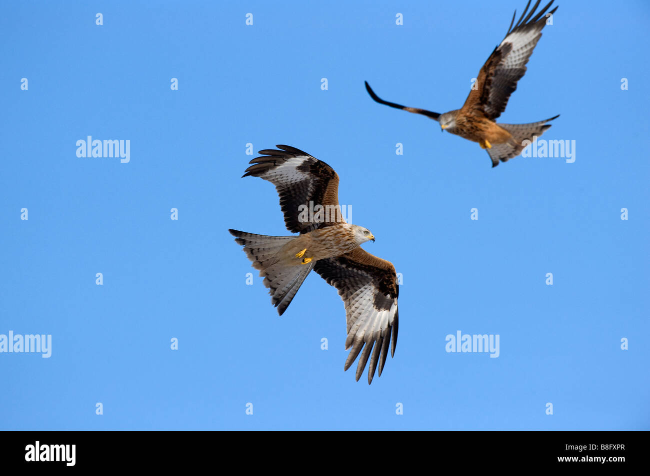 Red Kites (Milvus milvus) flying Stock Photo