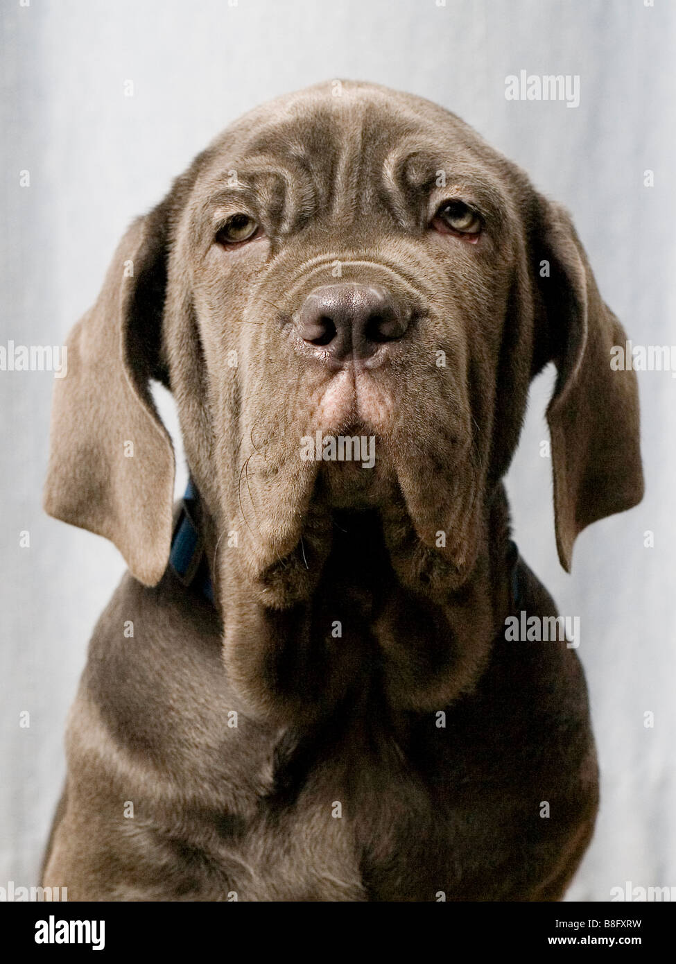 Neapolitan Mastiff puppy at 14 weeks Stock Photo