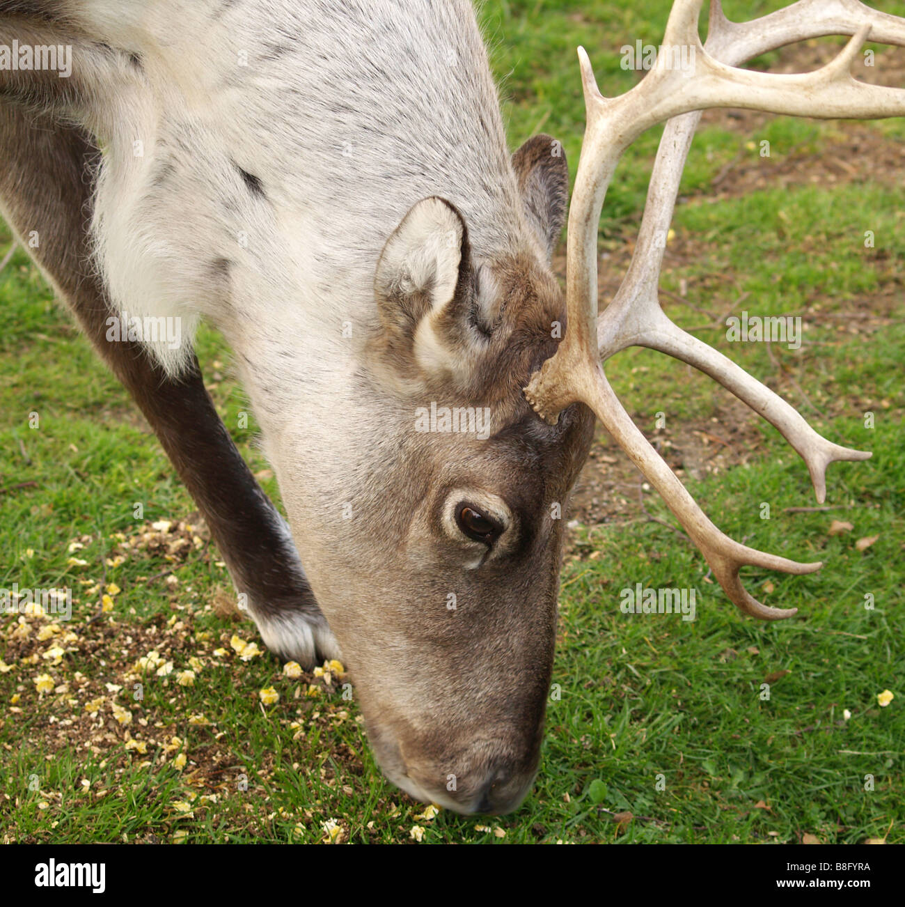 Rudolph Reindeer Stock Photos & Rudolph Reindeer Stock Images Alamy