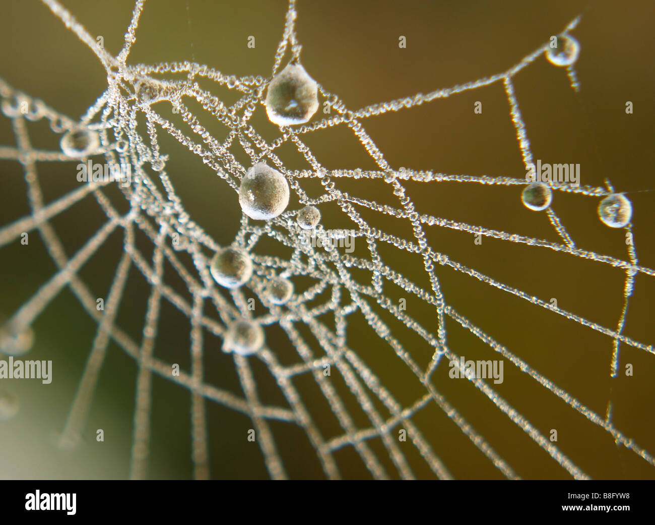 Frozen Spider Web Macro Photos