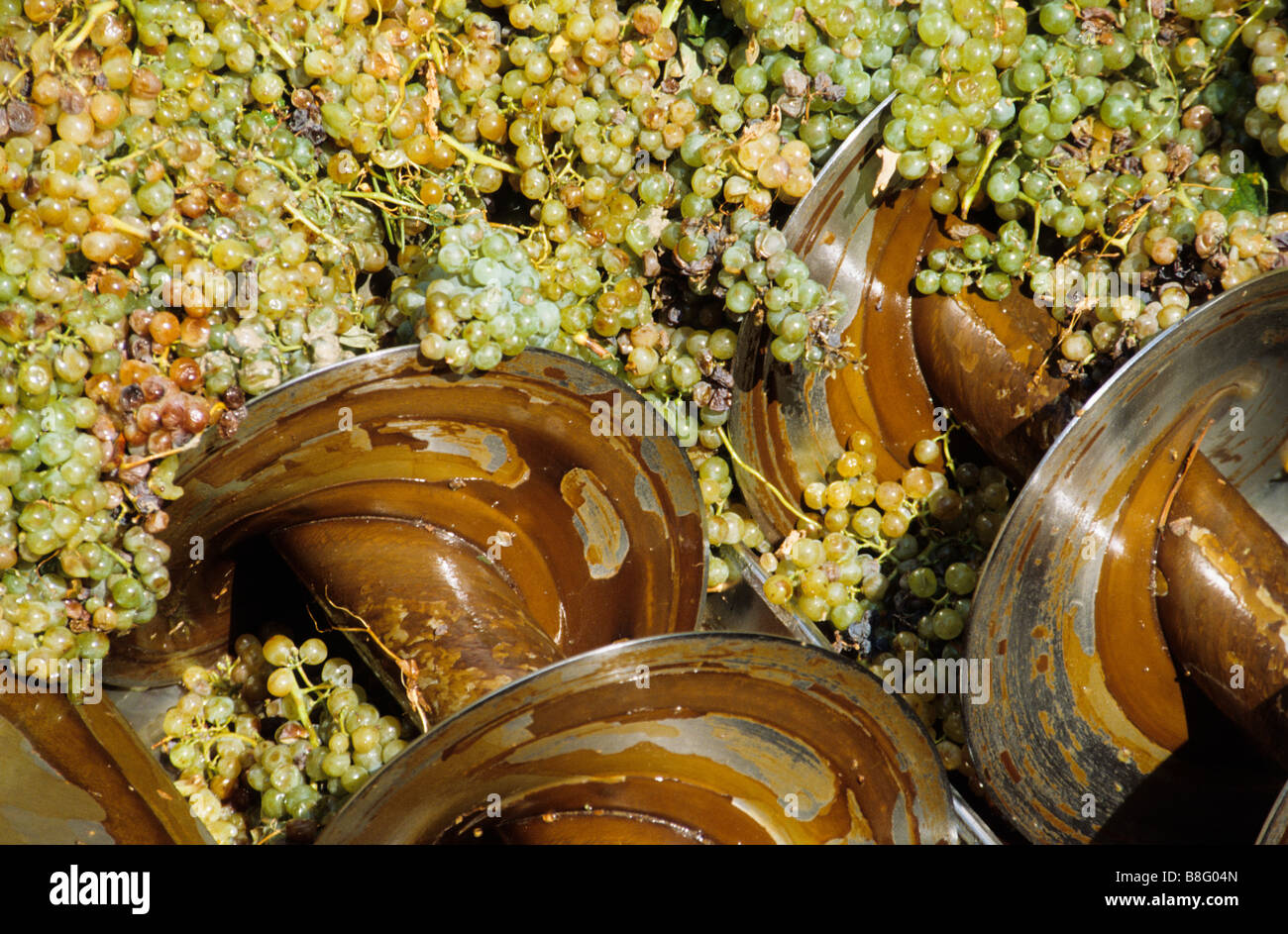 photograph of wine grape harvest in spanish winery Stock Photo Alamy
