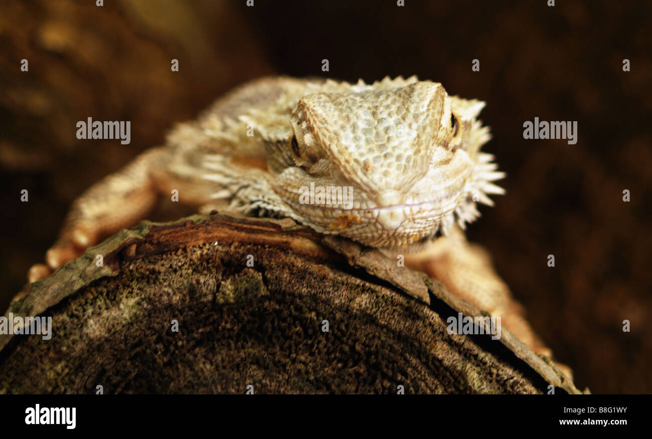 Close up of a Bearded Dragon on a log, looking straight into the camera Stock Photo Alamy