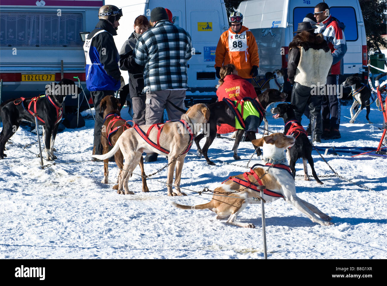 Alaskan huskies chained, with owners chatting in the background. Staging area dog sled races, Saignelegier, Switzerland. Stock Photo