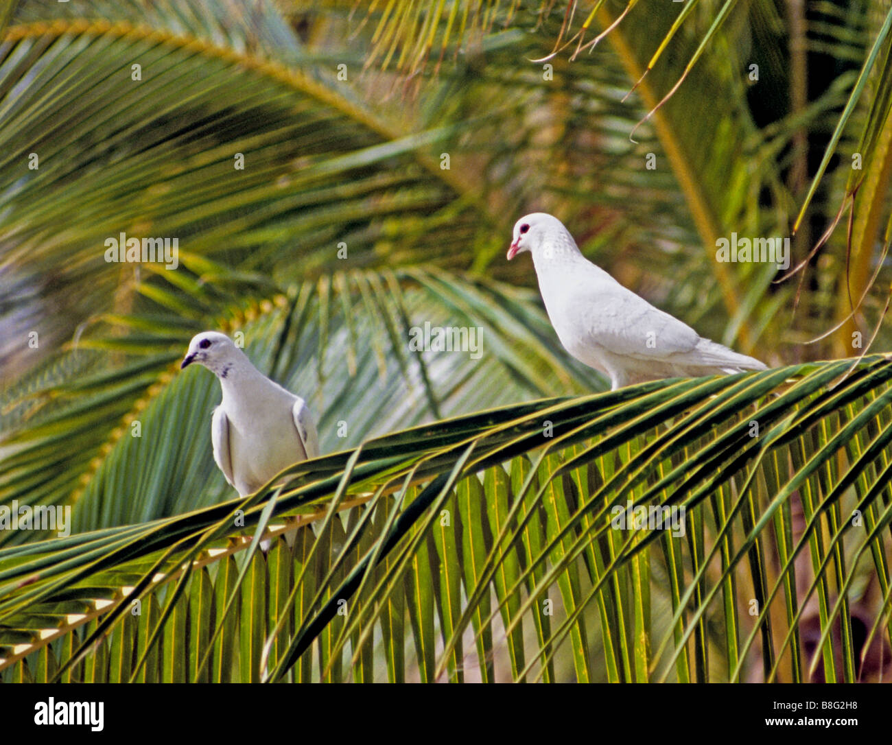 2151 White doves Oahu Hawaii USA Stock Photo Alamy
