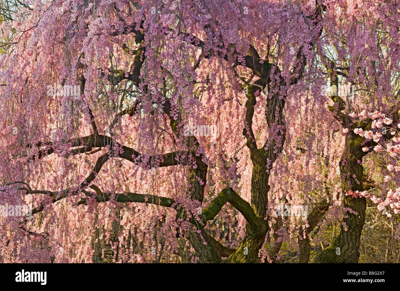 New Jersey Newark Branch Brook Park Spring Cherrry Blossom Stock Photo