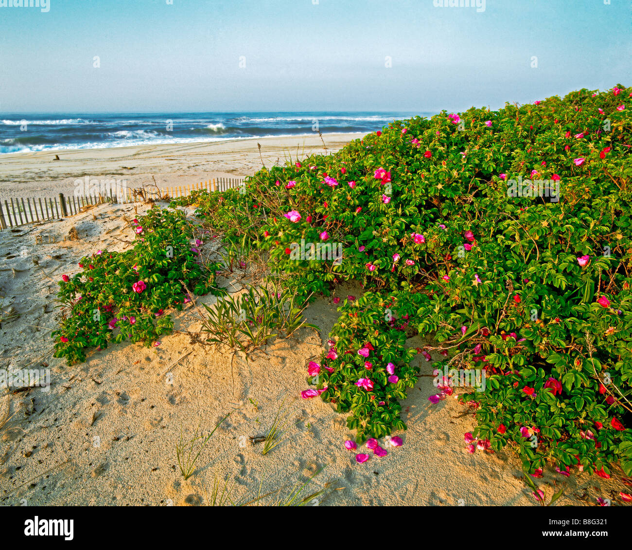 Rosa Rugosa on beach New York Qougue Long Island Atlantic Ocean Sunrise Stock Photo