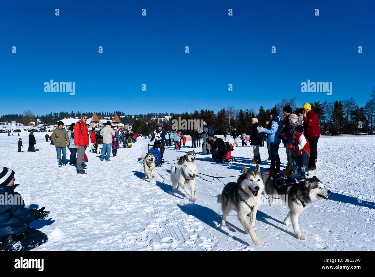 Chien Husky Dog Stock Photos Chien Husky Dog Stock Images