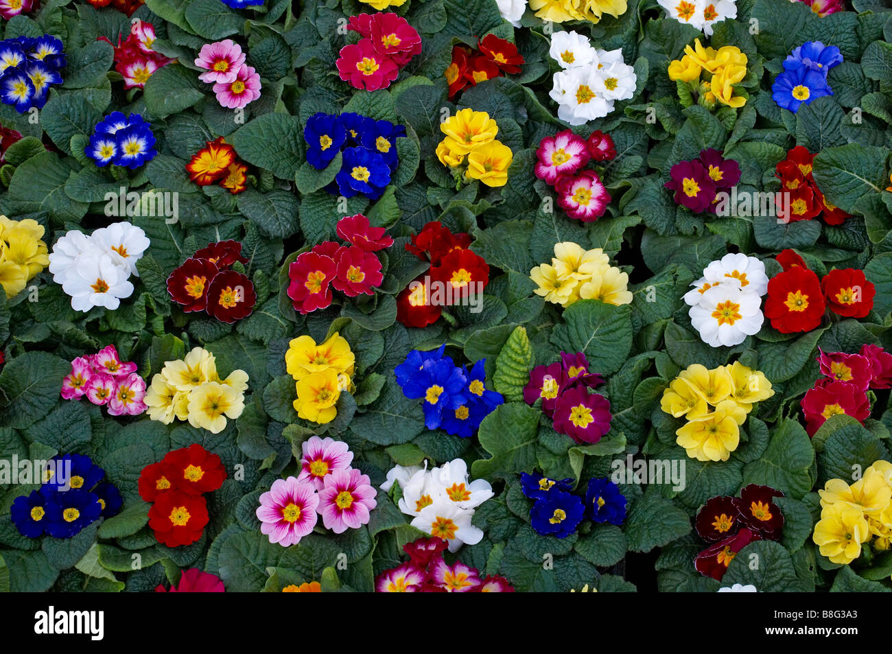 Trays of colourful Primulas for sale in Columbia Road Flower Market Hackney London Stock Photo