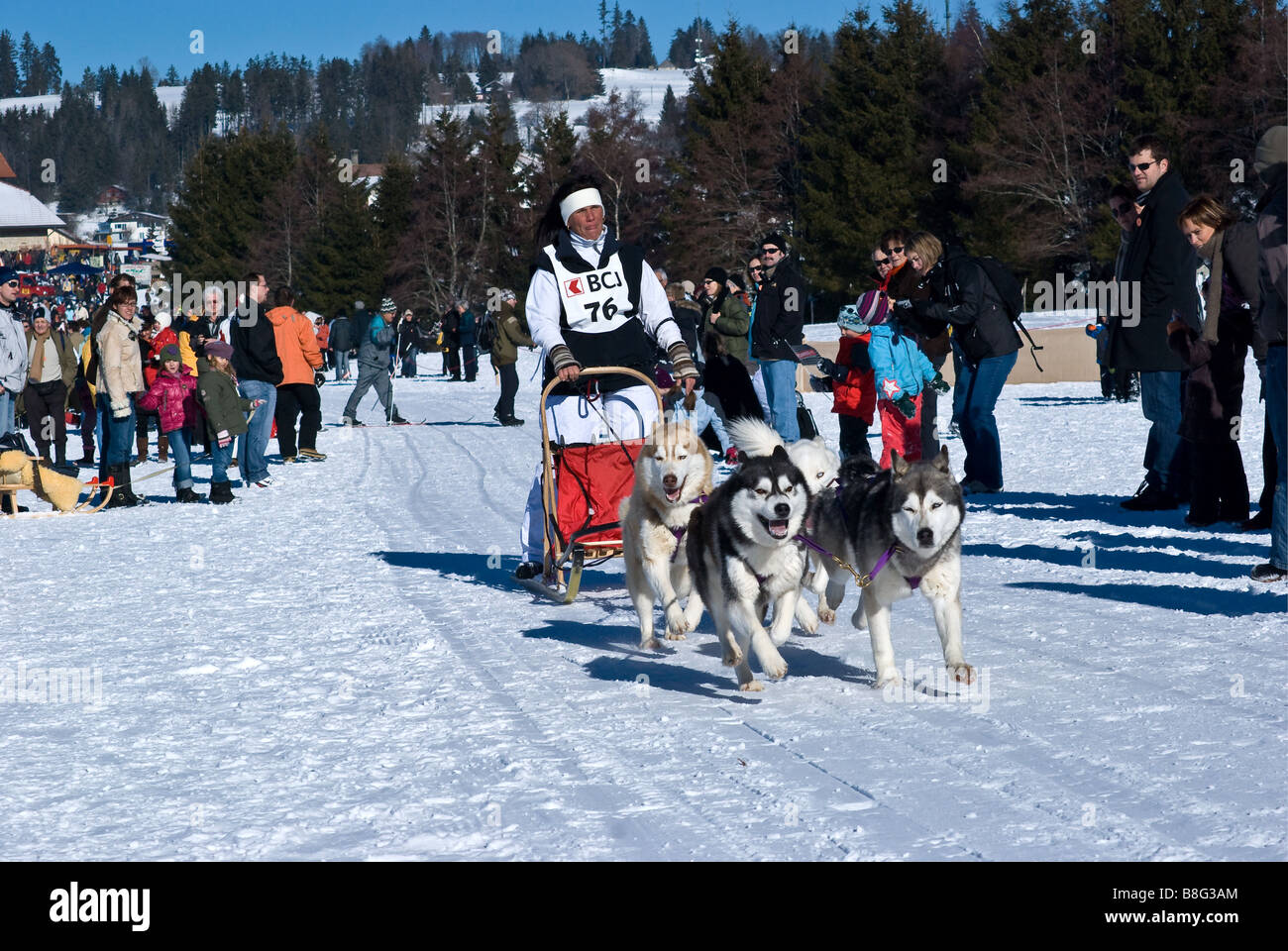 Spectators watch as a dog sled passes, Saignelegier dog sled races. Siberian Husky / Huskies. Fete du Chien Nordique Stock Photo