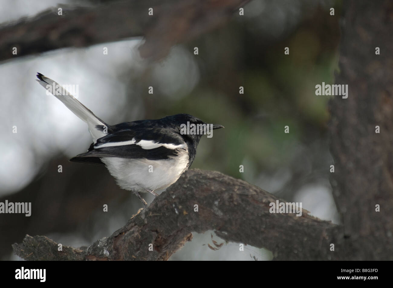 male Oriental Magpie Robin Copsychus saularis sitting on a branch Stock Photo