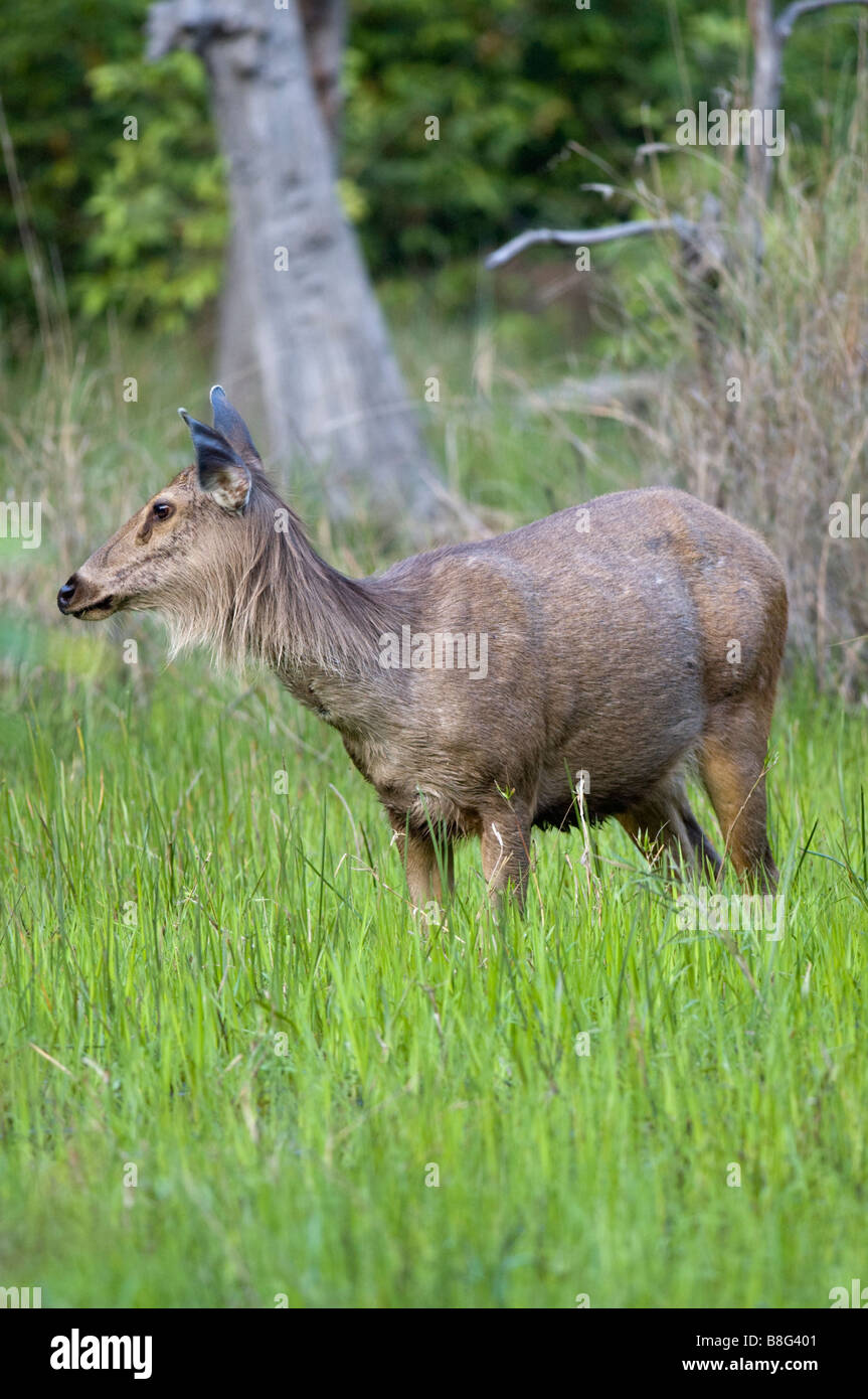 Sambar deer (Cervus unicolor) in Bandhavgarh National Park, Madhya Pradesh, India Stock Photo