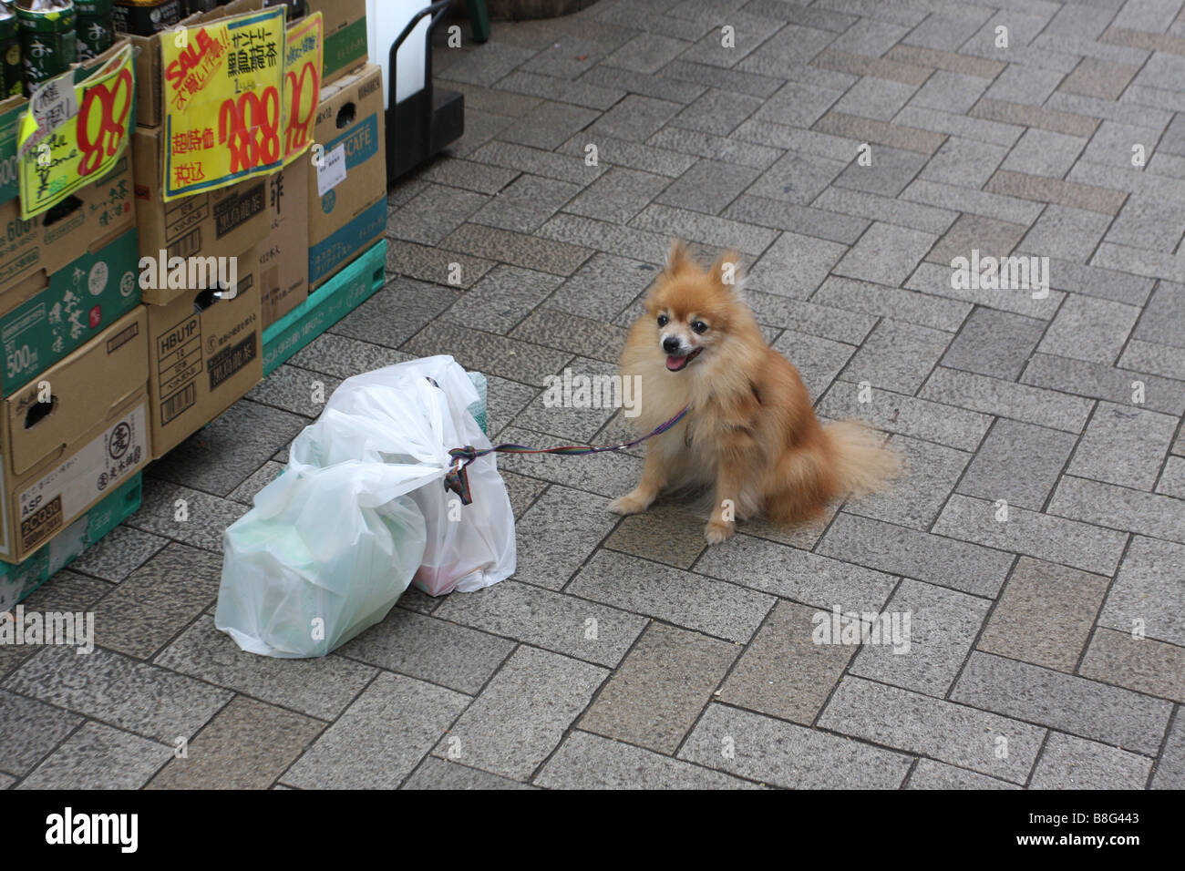 dog tethered to a shopping bag in tokyo Stock Photo