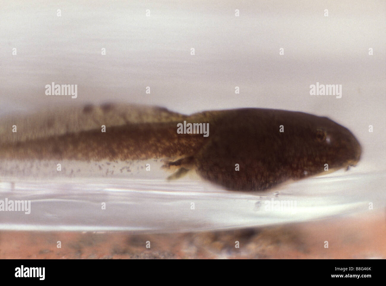 Tadpole in Aquarium Stock Photo Alamy
