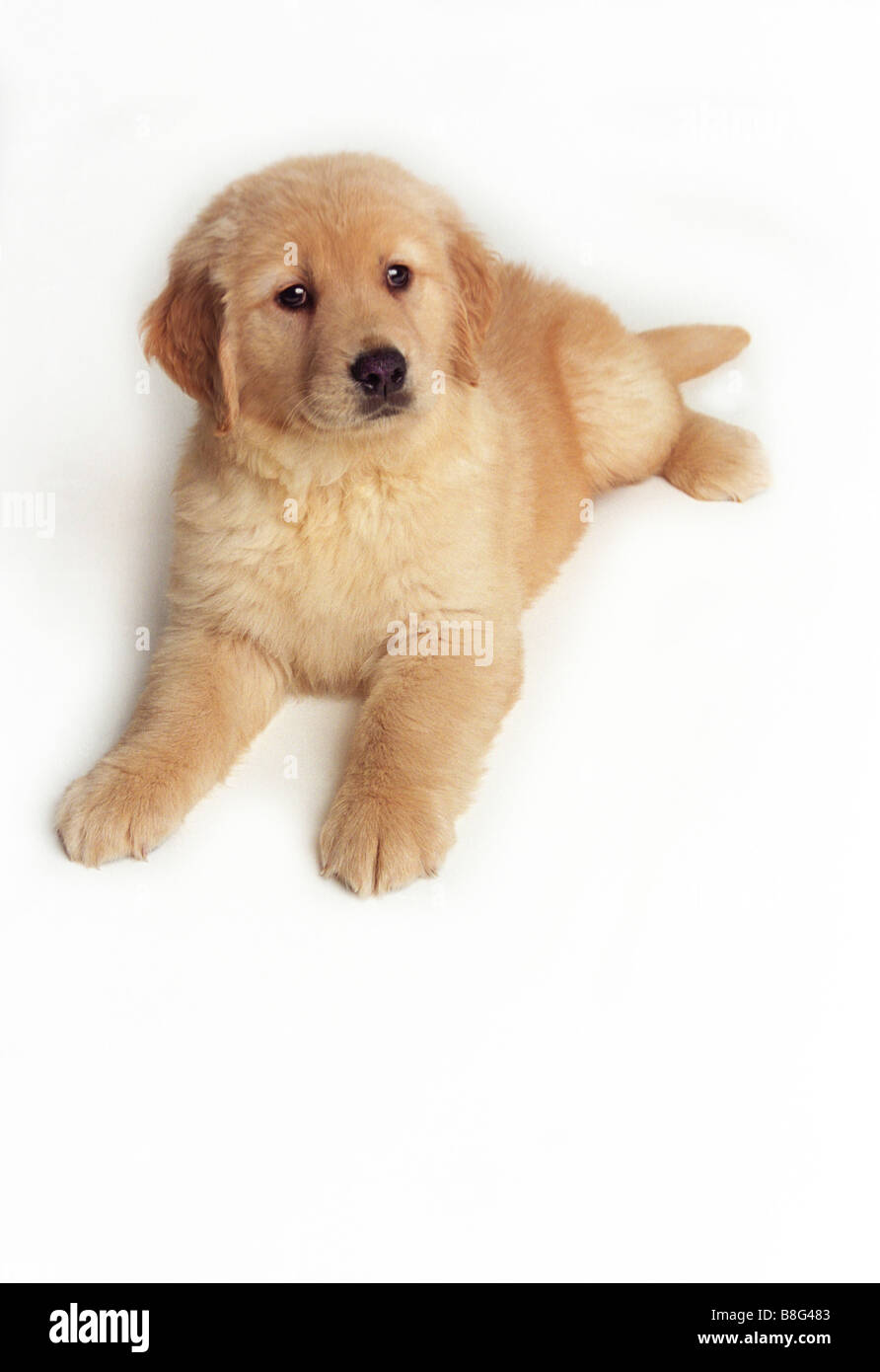 Puppy Golden Retriever Golden White Background Pup Dog Studio Cute
