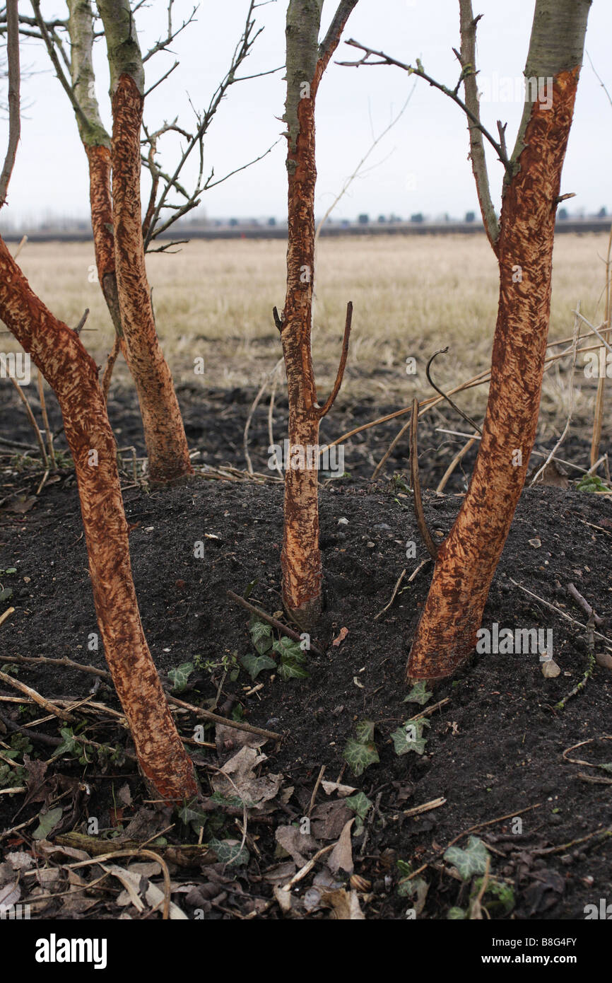 Damage To Tree Bark Stock Photos & Damage To Tree Bark Stock Images Alamy
